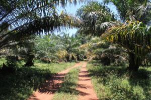 Plantació d'oli de palma a Kalangala. 